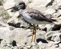 Greater yellowlegs