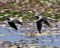 Greater yellowlegs