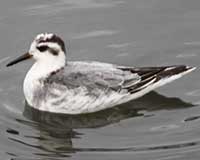 Red-necked phalarope