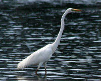 Great egret