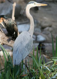 Great blue heron