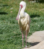 African spoonbill