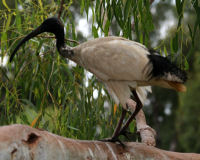 Australian white ibis