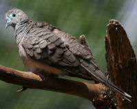 Peaceful dove