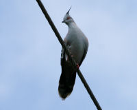 Crested pigeon