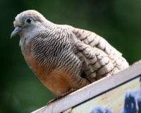 Zebra dove