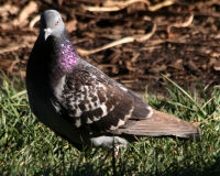 Rock pigeon