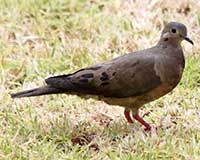 Eared dove