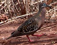 Galápagos dove