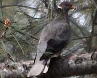 Band-tailed pigeon