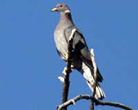 Band-tailed pigeon