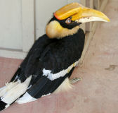 Great hornbill