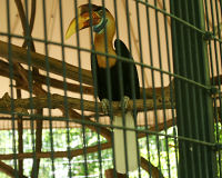 Knobbed hornbill