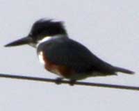 Belted kingfisher