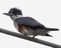 Belted kingfisher