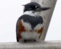 Belted kingfisher