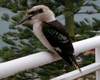 Laughing kookaburra