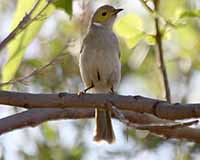 White-plumed honeyeater