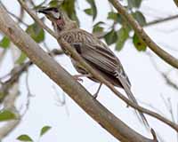 Red wattlebird