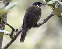 Lewin's honeyeater