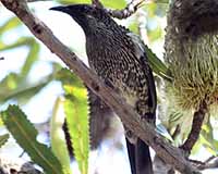 Little wattlebird