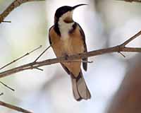 Eastern spinebill