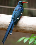 Green wood hoopoe