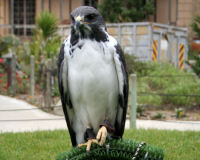 Peregrine falcon