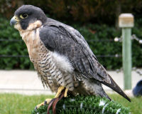 Peregrine falcon