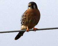 American kestrel