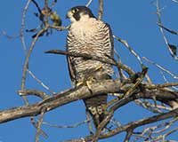 Peregrine falcon