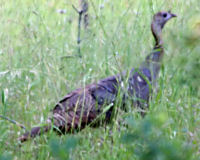 Wild turkey