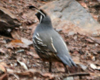 California quail