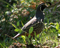 California quail