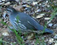 California quail