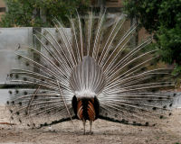 Indian peafowl