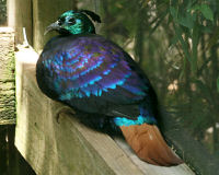 Himalayan monal