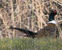 Common pheasant