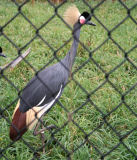 Black crowned crane