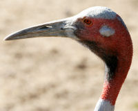 Sarus crane