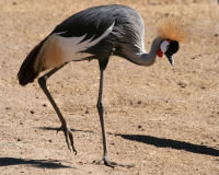 Grey crowned crane