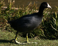 American coot