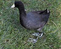 American coot