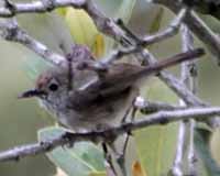 Brown thornbill