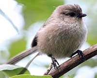 Bushtit