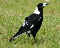 Australian magpie