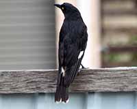 Pied currawong