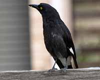 Pied currawong