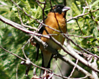 Black-headed grosbeak