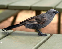 Apostlebird